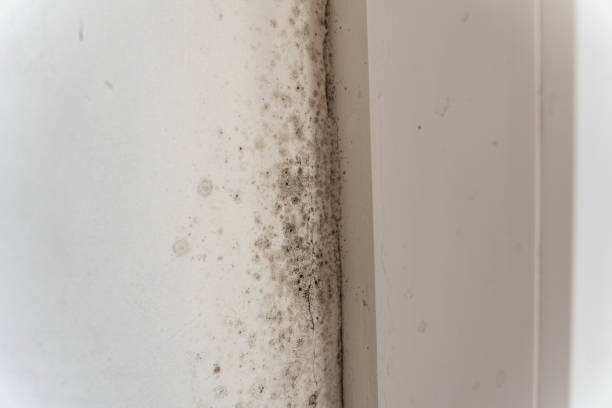 Best Emergency Mold Remediation  in Glenwood Landing, NY